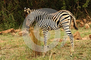 A young Burchells Zebra baby  Equus quagga burchelli staying in dry grass