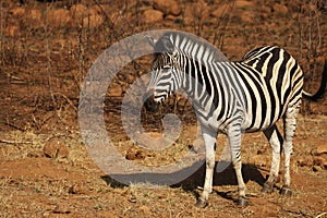 A young Burchells Zebra baby  Equus quagga burchelli staying in dry grass with green background
