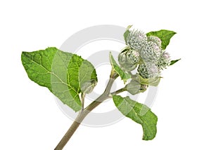 Young burdock flowers isolated on white background