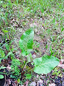 Young Burdock plant (Arctium lappa )