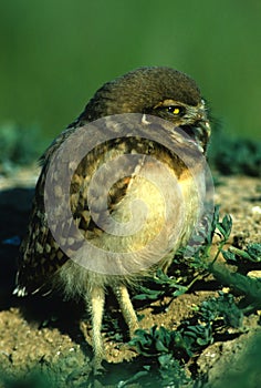 Young Burrowing Owl