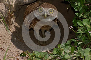 Young burrowing owl