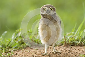 Young burrowing owl in Brazil. photo