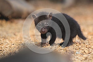 Young bush dog