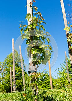 A young bush of grapes. Vines on a pole. Grape growing. Young bushes and leaves. Clear blue sky. Wine and juice production. Organi
