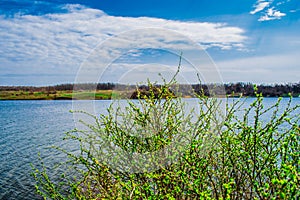 A young bush in nature, growing along the river `Grushevka`, with the green light of nascent leaves. Spring, spring landscape in t