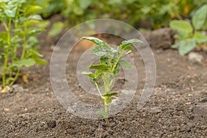 Young bush potatoes in the garden