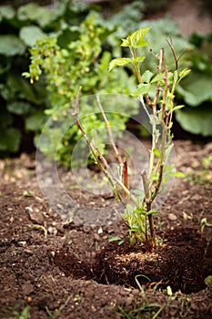 Young bush of a Rubus fruticosus into the soil, gardening and planting