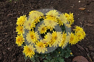 Young bush of yellow Chrysanthemums in bloom