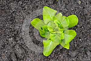 Young Butterhead lettuce plant from above