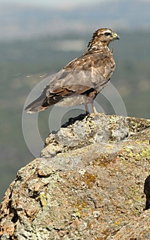 Young buzzard resting on the rock
