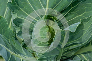 Young cabbage