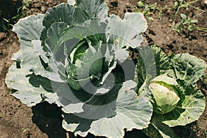 Young cabbage