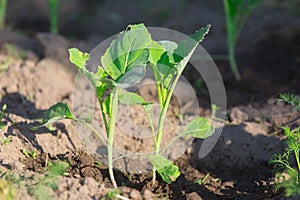 Young cabbage in the beds in the garden