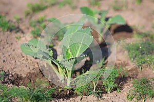 Young cabbage in the beds in the garden