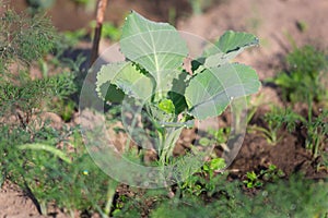 Young cabbage in the beds in the garden