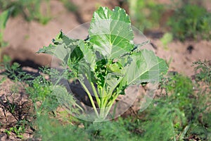 Young cabbage in the beds in the garden