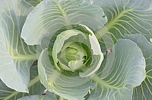 Young cabbage with fresh green leaves outdoors