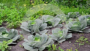 Young cabbage grows in a garden