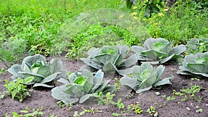 Young cabbage grows in a garden