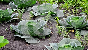 Young cabbage grows in a garden