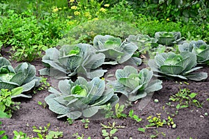 Young cabbage grows in private garden