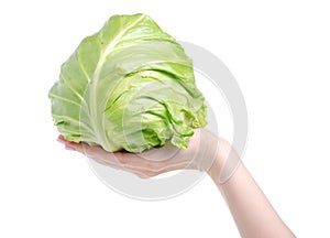 Young cabbage in hand