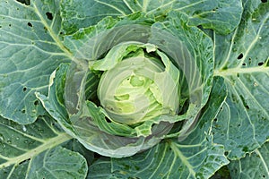 A young cabbage head, with leaves eaten by slugs, grown on a garden plot