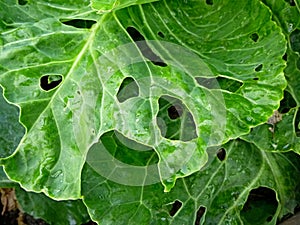 Young cabbage leaf damaged by insects. Damaged by Pieris Brassicae