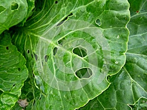 Young cabbage leaf damaged by insects. Damaged by Pieris Brassicae