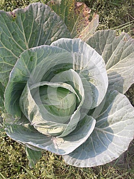 Young cabbage in the plain field photo