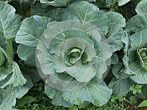 young cabbage plant, from indonesia