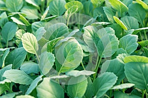 Young cabbage seedlings. Cabbage seedlings greenhouse.