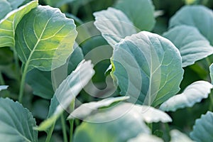 Young cabbage seedlings. Cabbage seedlings greenhouse.