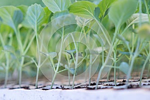 Young cabbage seedlings. Cabbage seedlings greenhouse.