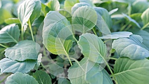 Young cabbage seedlings. Cabbage seedlings greenhouse.