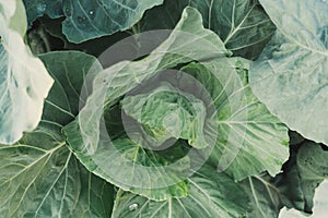 Young cabbage top view. Cabbage leaves in the garden