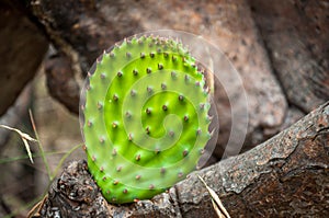 Young cactus leaf of ficus-indica