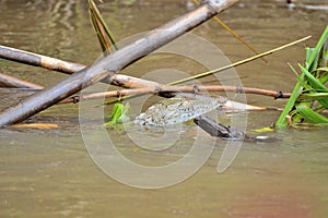 Young caiman coming out of the river