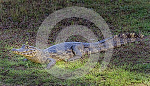 Young caiman rests on the shoreline of a pond in Pantanal