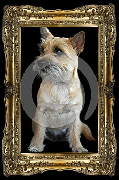 Young cairn terrier  dog in a golden vintage frame