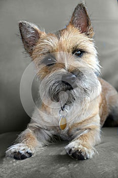 Young cairn terrier puppy