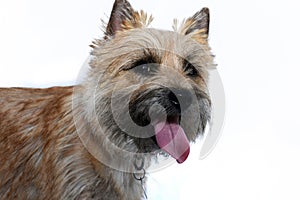 Young cairn terrier puppy panting