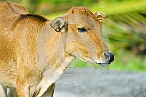 Young Calf