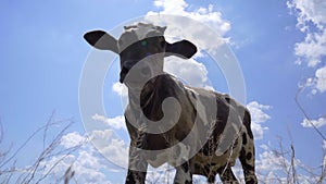 Young Calf On Background Of A Beautiful Sky.  Farm and Livestock