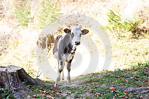 Young calf with a bell grazes in a meadow