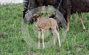 Gnu/wildebeest calf photo