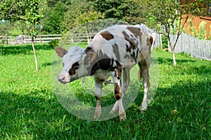 Young calf cow grazing on the green lawn