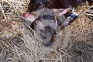 Young calf