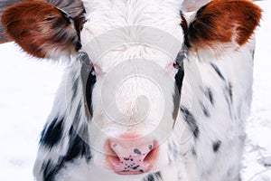 Young calf of a dairy cow with big ears. Cattle in the paddock outdoors in winter. White cow with black spots, close-up portrait